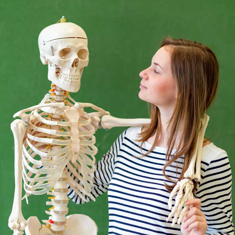 skeleton teaching model